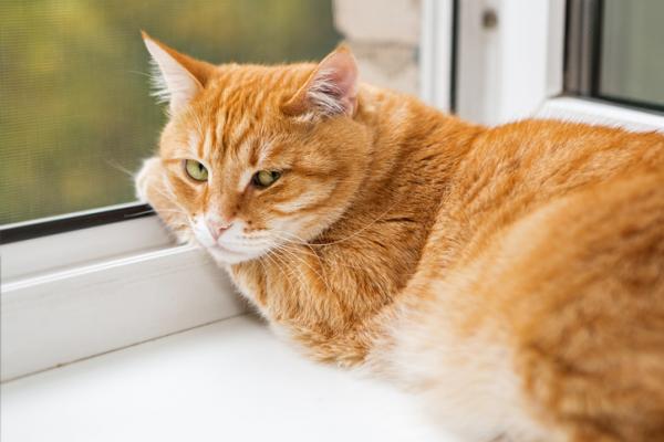 gatto in casa