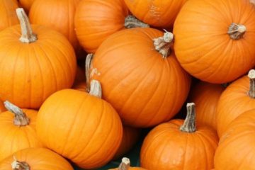 zucca